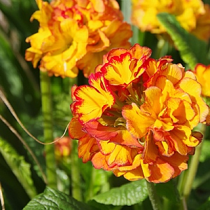 Polyanthus 'Showstopper Fire Dragon'