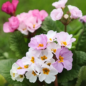Polyanthus 'Stella Pink Champagne'