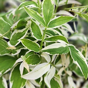 Polemonium reptans 'Touch of Class'