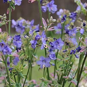 Polemonium yezoense 'Kaleidoscope'