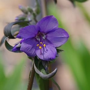 Polemonim yezoense var. hidakanum 'Purple Rain'