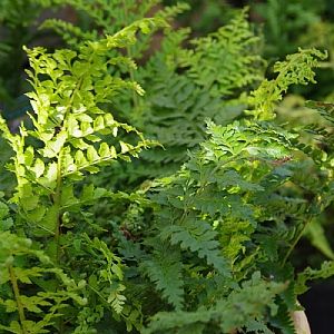 Polystichum setiferum