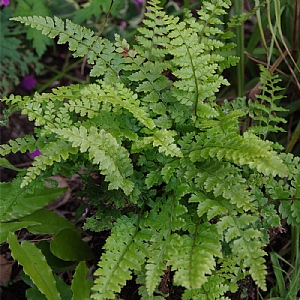 Polystichum yunnanense