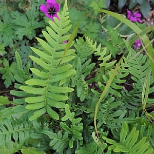 Polypodium vulgare 