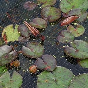 Smart Garden Pond & Fruit Cage Netting - Various Sizes