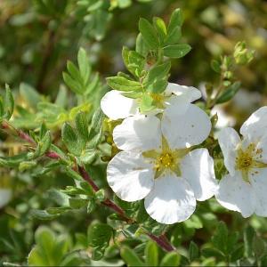 Potentilla fruticosa 'Abbotswood'