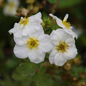 Potentilla fruticosa 'Crème Brulee'