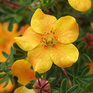 Potentilla fruticosa 'Hopleys Orange'