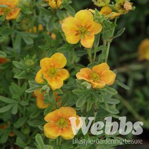 Potentilla fruticosa 'Mango Tango'