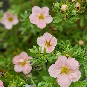 Potentilla fruticosa 'Pink Beauty'