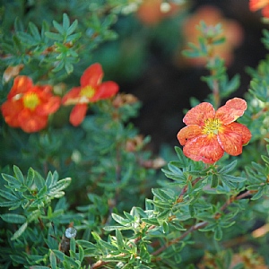 Potentilla fruticosa 'Red Ace'