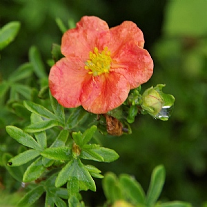Potentilla fruticosa 'Red Joker'