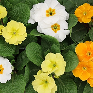 Primula 'Bright and Breezy Mix' 6 pack