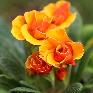 Primula acaulis 'Chinese New Year'