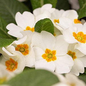 Primula 'Cottage Cream'
