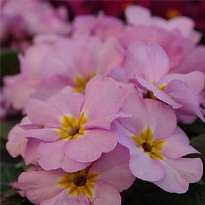 Primula 'Delia Woodland Dell'