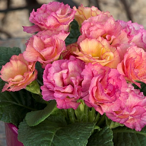 Primula 'Amore'