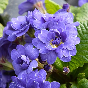 Primula Belarina 'Cobalt Blue'