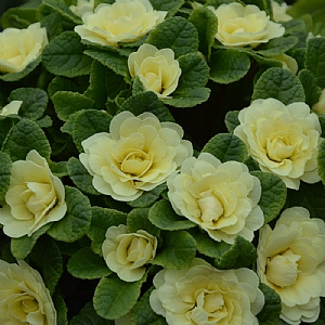 Primula Belarina 'Lemon Chiffon'