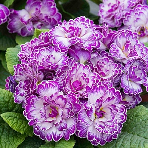 Primula Belarina 'Lively Lilac'
