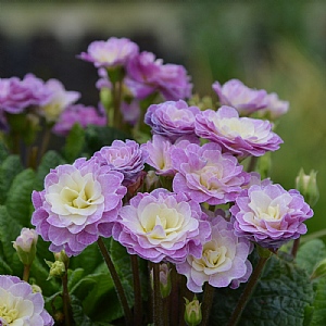 Primula Belarina 'Pink Champagne'