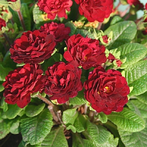 Primula Belarina 'Valentine'