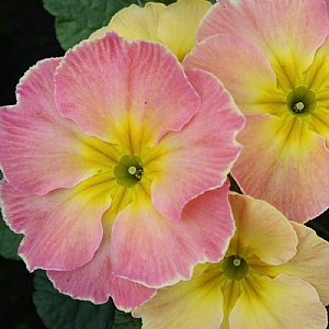 Primula 'Chameleon'