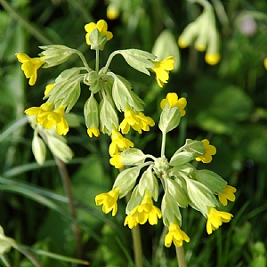 Primula veris (Cowslip)