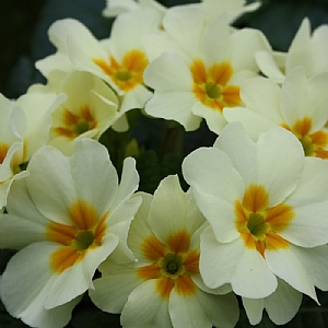 Primula 'Everlast'