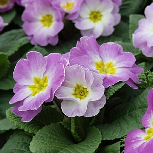 Primula 'Milkshake'
