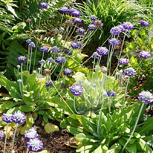 Primula capitata 'Mooreana'