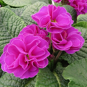 Primula 'Rubens Purple'