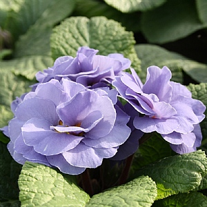 Primula 'Rubens Sky Blue'