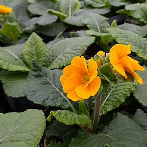 Primula elatior 'Sibel Gold'
