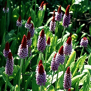 Primula vialii