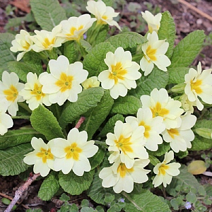 Primula vulgaris (Common Wild Primrose)
