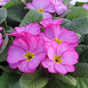 Primula 'Woodland Rose'