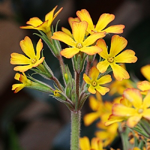 Primula vulgaris 'Oakleaf Yellow Picotee'