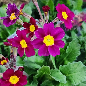 Primula 'Oak Leaf Magenta'
