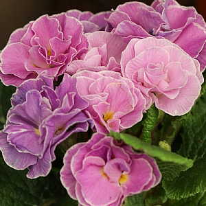 Primula PomPom 'Neon Violet'