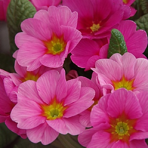 Primula vulgaris 'Raspberry Rose'