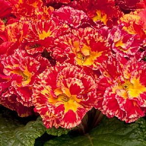 Primula 'Romance'
