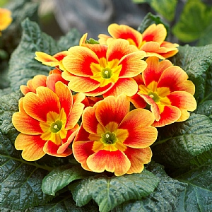 Primula Sphinx 'Apricot'
