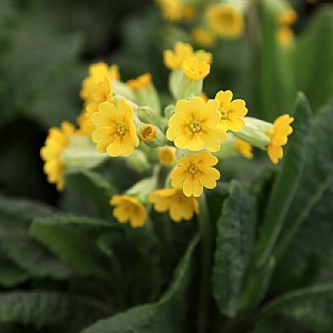 Primula veris 'Bright Yellow'