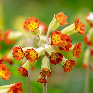 Primula veris 'Orange with Yellow'