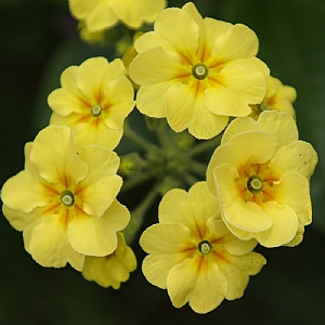 Primula 'Veristar Yellow'
