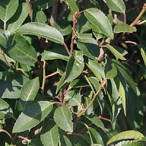 Prunus lusitanica 'Angustifolia'