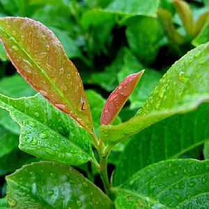 Prunus laureocerasus 'Etna'