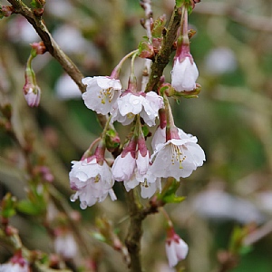 Prunus incisia 'Kojo-no-mai'