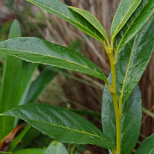 Prunus laureocerasus 'Novita'